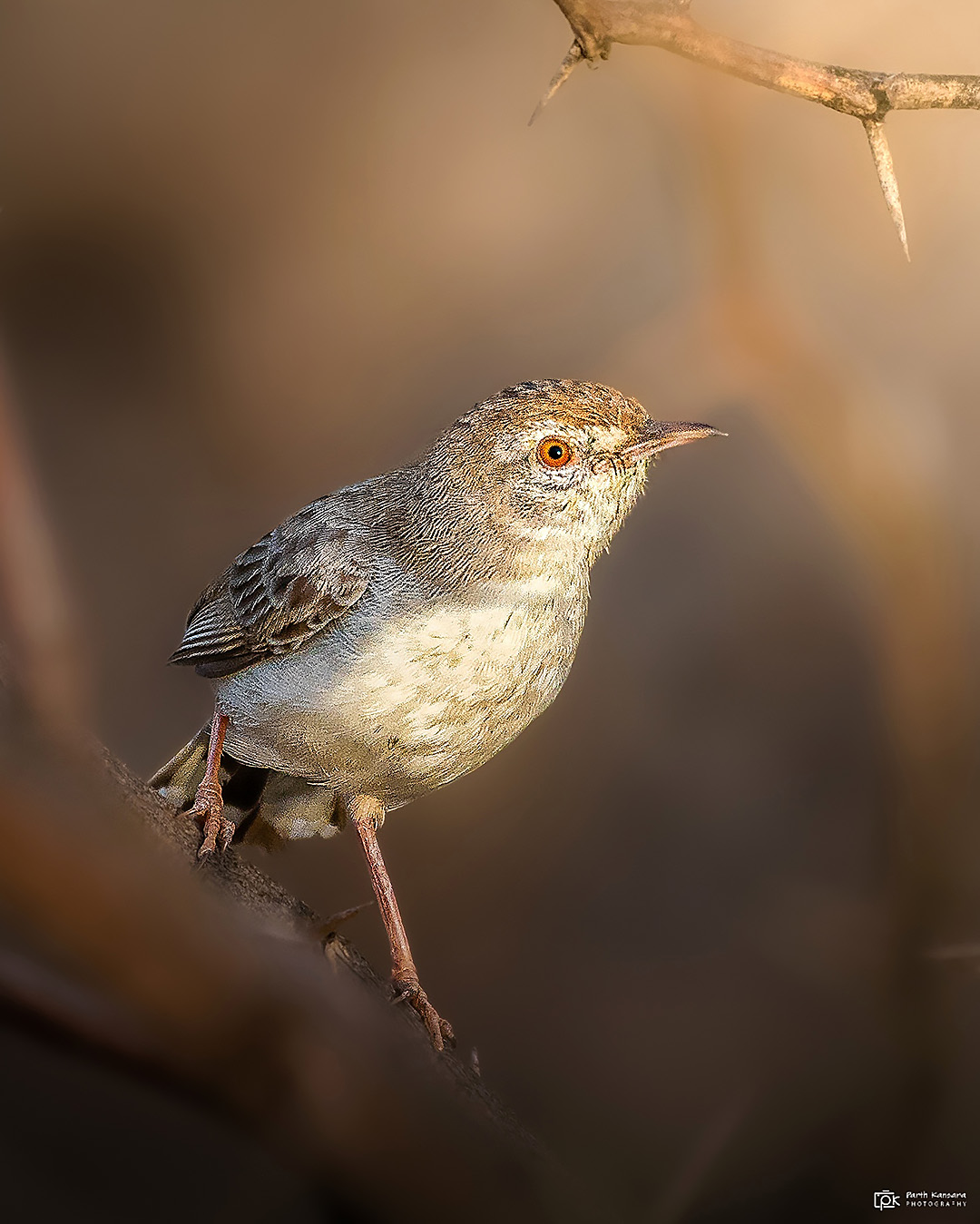 Rufous-fronted Prinia